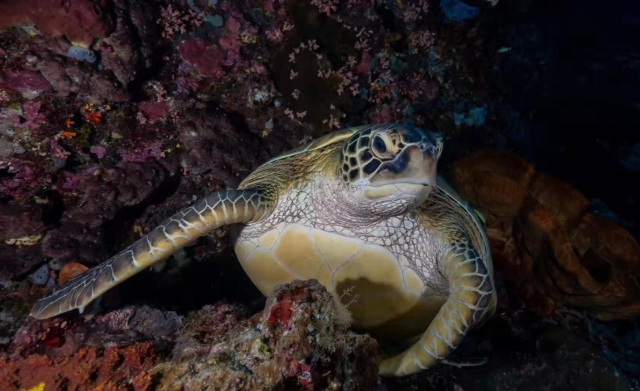 Ultra Mint Dive Resort بنغلاو المظهر الخارجي الصورة